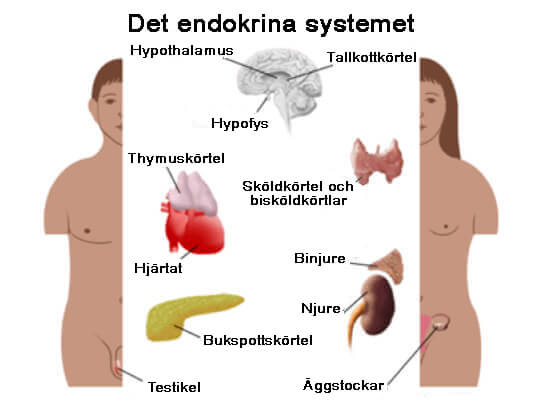 Hormoner är kemikaliska ämnen som skapas av endokrinkörtlarna