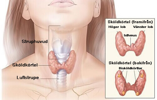Kokosvatten för behandling av hypotyreos