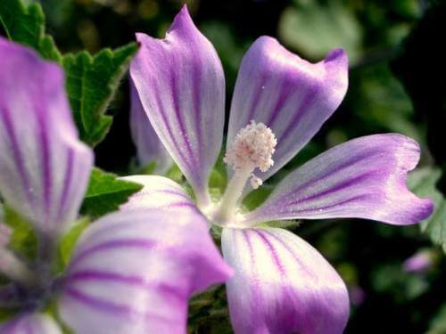 harpagophytum