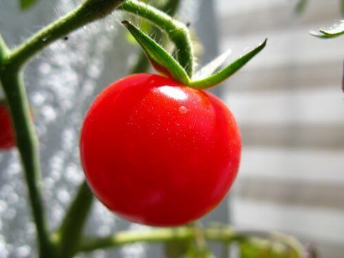 Tomat