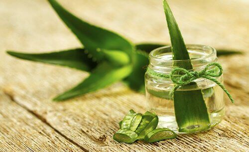 Odla aloe vera hemma - så enkelt är det