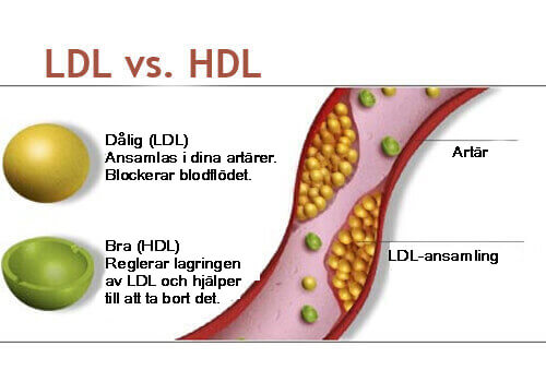 LDL vs HDL