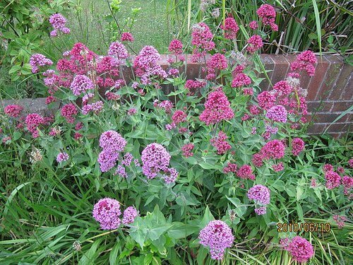 Vänderot hjälper minska begäret