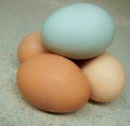 Ägg