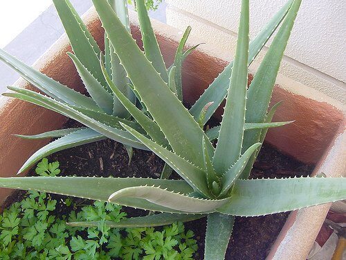 Odla din egen aloe vera