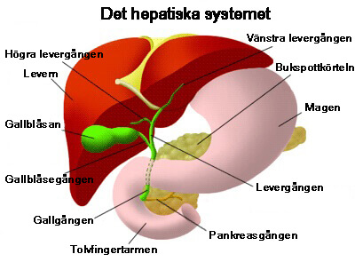 Det hepatiska systemet