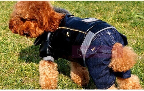 Hund med jeans