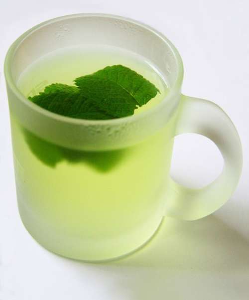 Infusionste med mynta och sallad