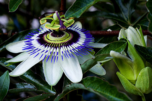 Passionsblomma