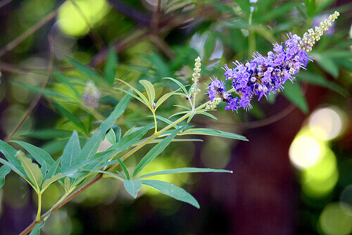 Vitex agnus