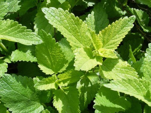 Citronmeliss är även bra för musklerna