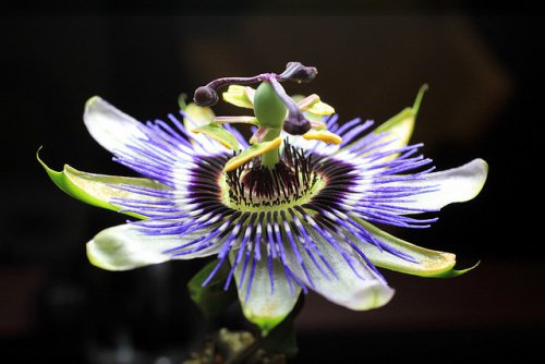 Passionsblomma mot abstinens