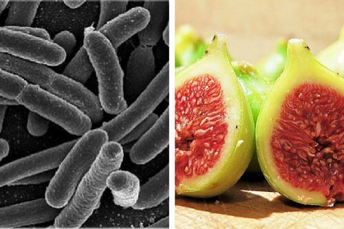 Rensa bort skadliga bakterier i magen med fikon