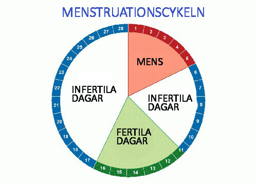 Räkna ut vilka dagar du är som mest fertil