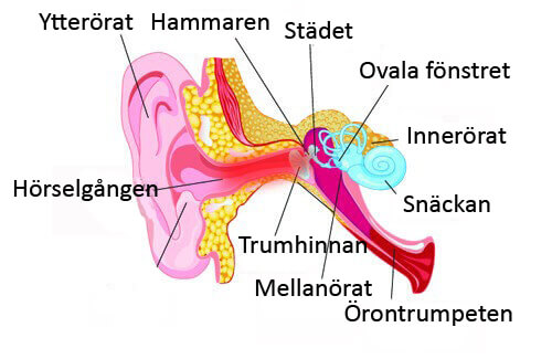 öron inflammation
