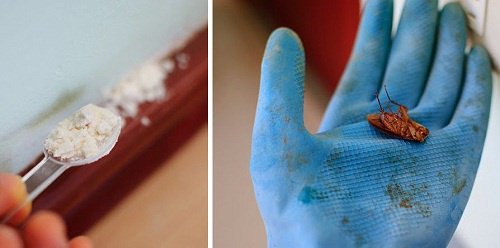 Hur man blir av med kackerlackor naturligt