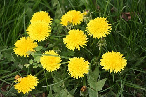 maskrosor-för-att-rena-huden