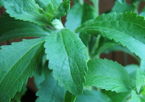 Växten stevia