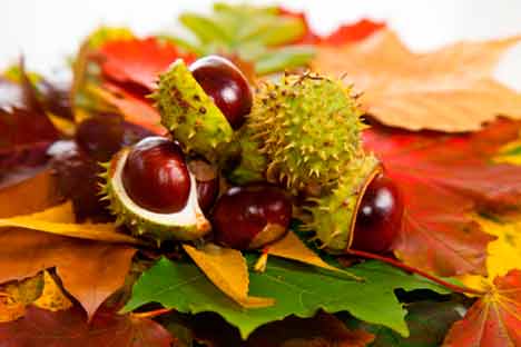 Kastanj är bra mot hemorrojder