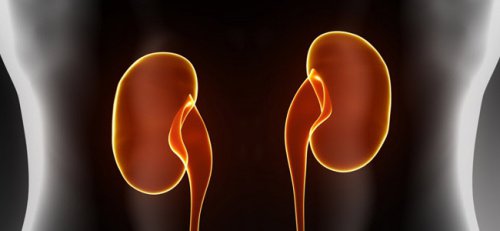 Stress gör så att njurarna utsöndrar fosfat