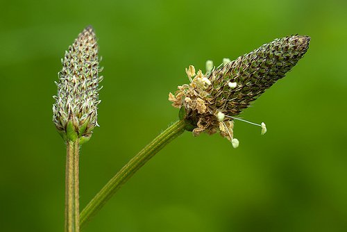plantago
