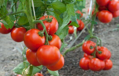 Lär dig hur man odlar tomater hemma