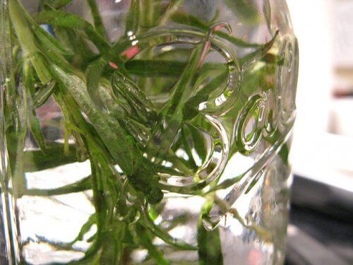 Rosmarinolja i glasburk