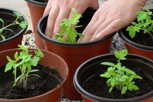 Tomatplantor i krukor