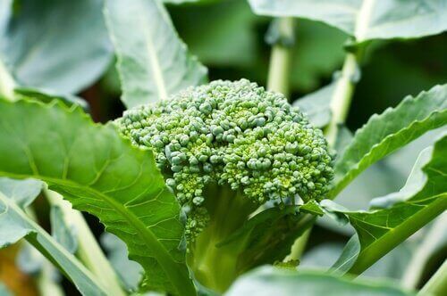 Broccolibukett