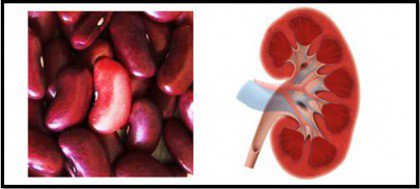 Kidneybönor och njure