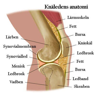Knäledens anatomi