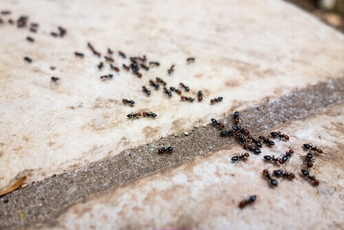6 kemikaliefria myrmedel du kan använda hemma