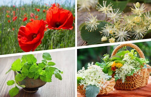 Avkok och juicer som kurer mot ischias