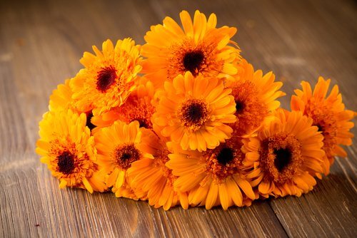 Ringblommor i knippe