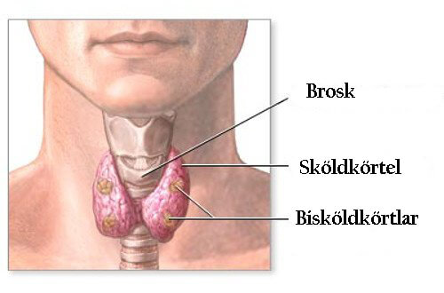 Tips för att naturligt behandla sköldkörteln