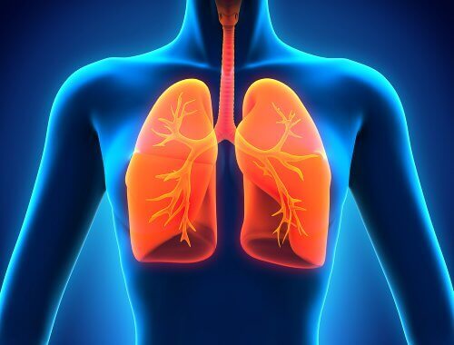 Lungorna i kroppen