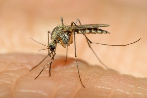 Myggor kan överföra allvarliga sjukdomar som denguefeber. 