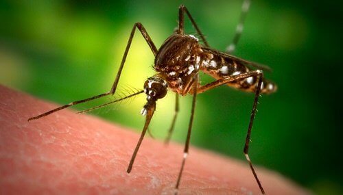 Varför sticker myggor mig men inte andra?