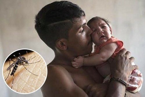 Varning! 10 saker du bör veta om zikaviruset