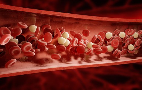 blodceller i venen