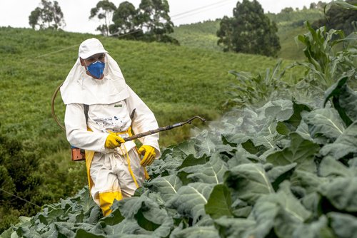 Pesticider är bekämpningsmedel mot insekter