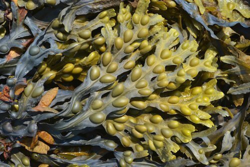 Kelp kan hjälpa dig