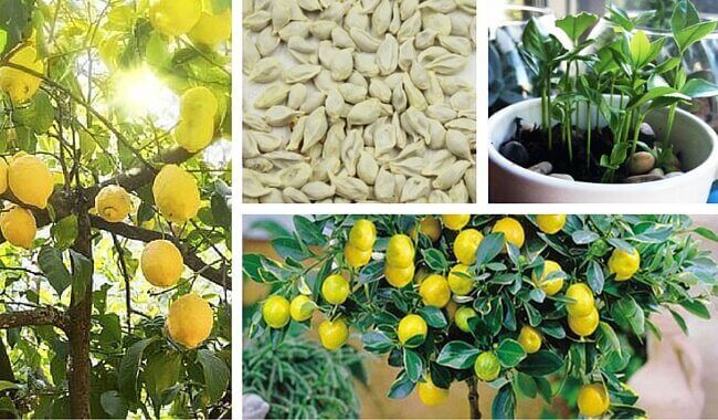 Hur du får citronfrön att gro hemma