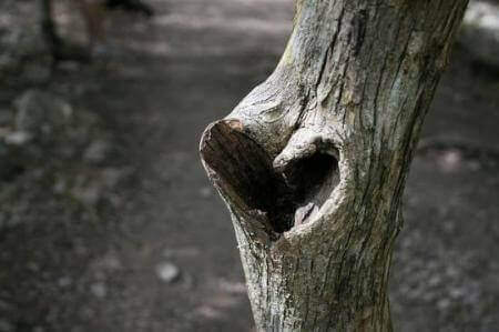 Hjärta i träd