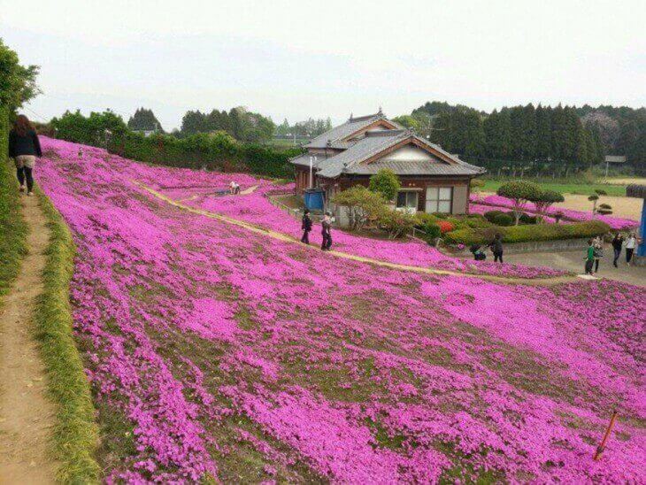 Trådgård med tusentals blommor