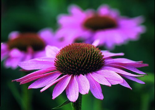 blomma