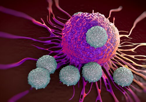 Cancerceller kan kringgå immunförsvaret 