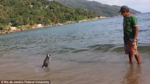 Pingvinen i vattnet