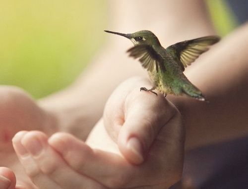 kolibri sittandes på en hand