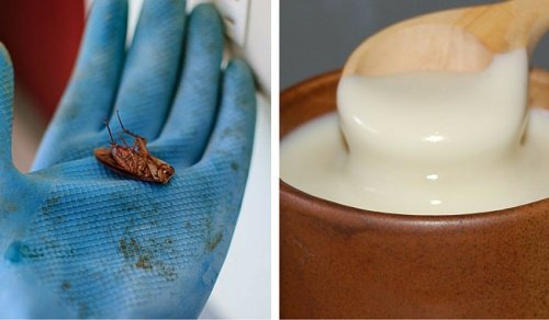 Döda kackerlackor för gott med dessa tips